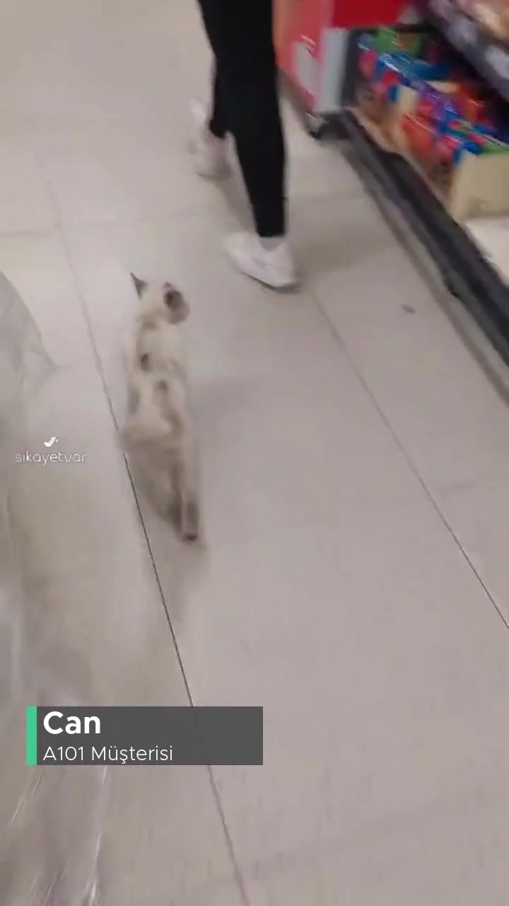 A101 Marketinde Sürekli Kedi Ve Köpek Bulunması videonun kapak resmi