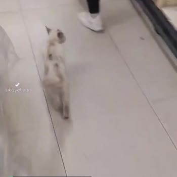 A101 Marketinde Sürekli Kedi Ve Köpek Bulunması