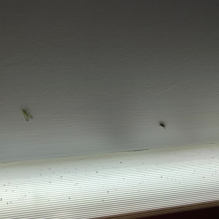 Hastane Odasında Sivrisinek Sorunu Ve Uyuyamama Şikayeti