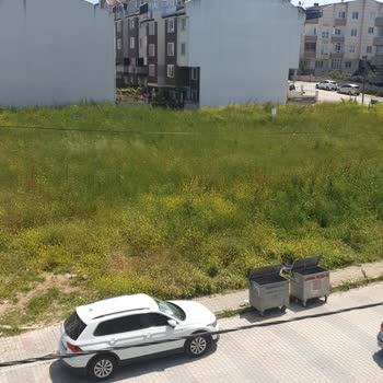 Bandırma Belediyesi Sunullah Mahallesinde Otların Temizlenmesini İstiyoruz