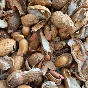 Yanmış Ve Tüketilemeyen Çerezya Kabuklu Fıstık Hayal Kırıklığı Yarattı