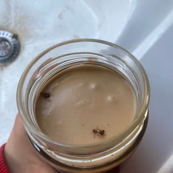 Fındık Kremasında Böcek Şoku Ve İade Talebi