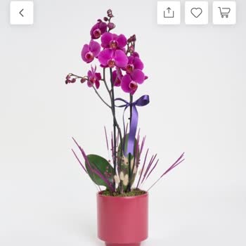 Anneler Günü İçin Sipariş Edilen Çiçek Beklentiyi Karşılamadı Ve İade Süreci Sonuçsuz Kaldı