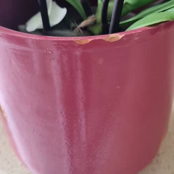 Anneler Günü İçin Sipariş Edilen Çiçek Beklentiyi Karşılamadı Ve İade Süreci Sonuçsuz Kaldı