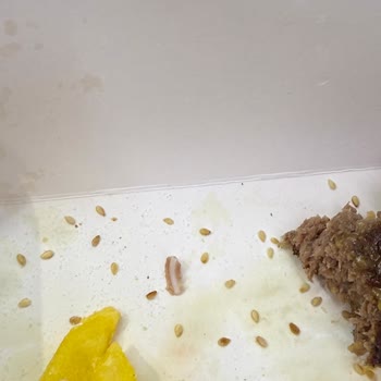 Hamburgerde Kemik Ve Kötü İçerik Şoku