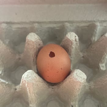 File Marketten Alınan Yumurtada Delik Ve Kurumuş Ürün Sorunu Tekrarlandı