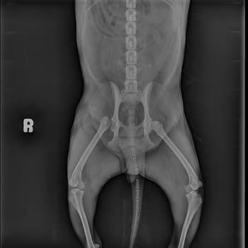 Pet Kuaför Olga Köpeğimin Tıraş Ederken Kemiğini Çıkardı