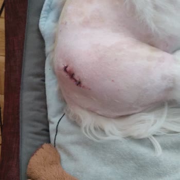 Pet Kuaför Olga Köpeğimin Tıraş Ederken Kemiğini Çıkardı