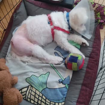 Pet Kuaför Olga Köpeğimin Tıraş Ederken Kemiğini Çıkardı