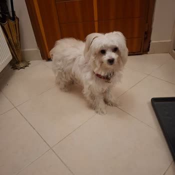 Pet Kuaför Olga Köpeğimin Tıraş Ederken Kemiğini Çıkardı