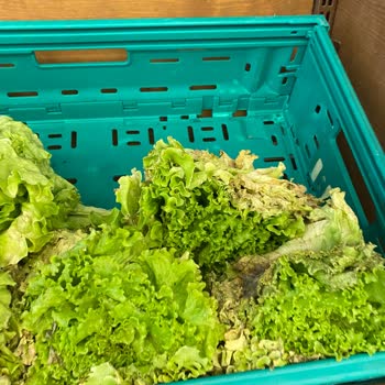 Şok Markette Sürekli Tarihi Geçmiş Donuk Ürün Sorunu