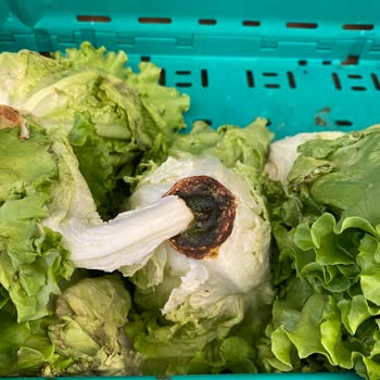 Şok Markette Sürekli Tarihi Geçmiş Donuk Ürün Sorunu