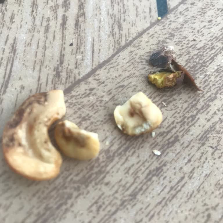 Gürkan Kuruyemiş (Bolu) Kuruyemişler Bozuk Çıktı