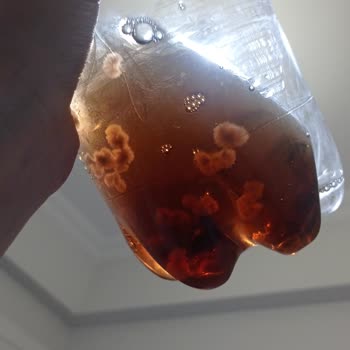 Didi Soğuk Çayda Tekrar Eden Küf Benzeri Yapı Ve Hijyen Endişesi