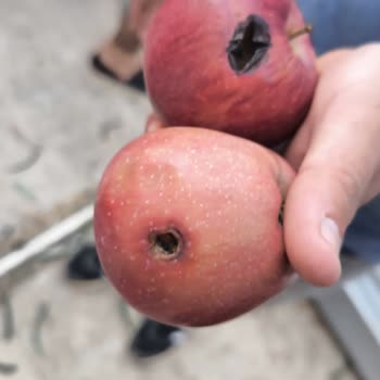 Çınar Yemek Fabrikası İnsanların Sağlığı İle Oynuyor!