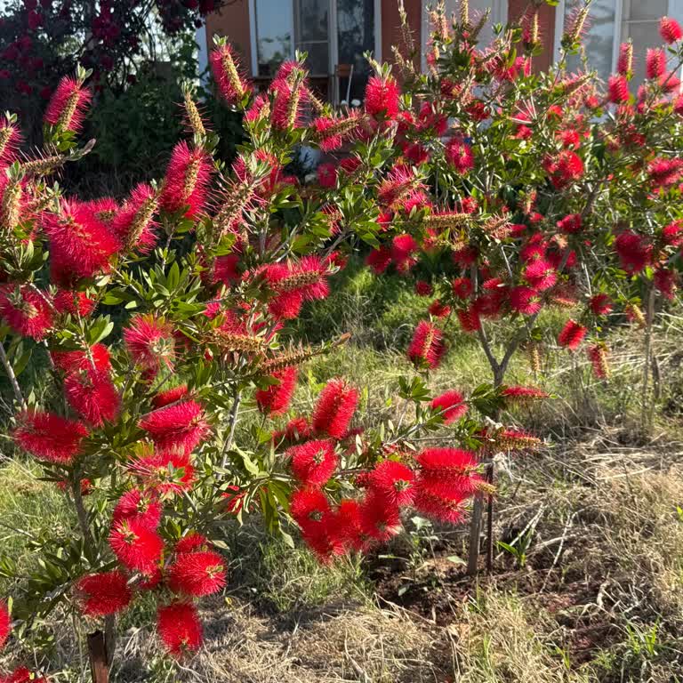 Kimlik Doğrulama Sorunu Ve Süreçte Yaşanan Aksaklıklar
