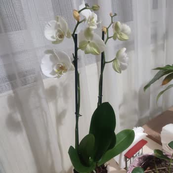 Taze Çiçek | Tazecicek.com Anneler Günü İçin Sipariş Verdiğim Çiçek Beklentimi Karşılamadı!