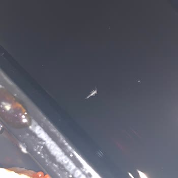 California Roll Siparişimde Böcek Şoku!