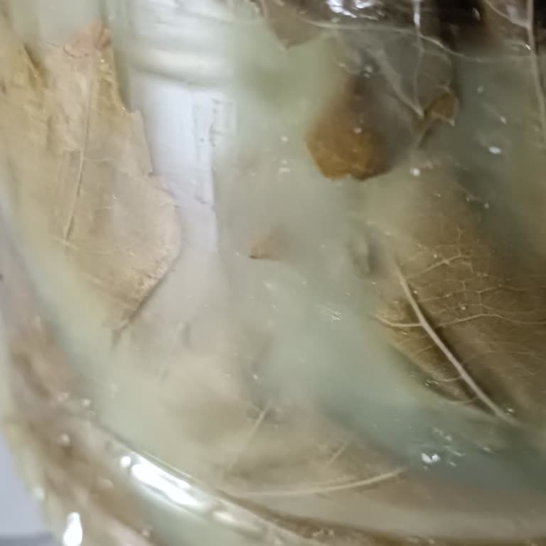 @naturellsalamur Bozuk Salamura Yaprak, İlgisiz Müşteri Hizmeti Ve İade Sorunu Yaşadım!