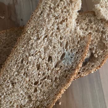 Migros'tan Alınan UNO Tam Buğday Ekmeğinde Tekrar Küf Sorunu