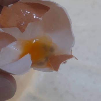Migros Sanal Market'ten Aldığım Yumurtalar Bozuk Çıktı, Güvenim Sarsıldı