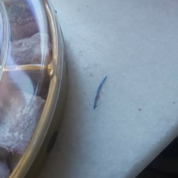 Lokumda Çıkan Yabancı Madde Güvenimizi Sarstı