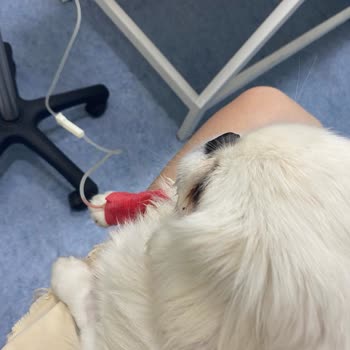 Veteriner Kliniklerinde Teşhis ve Tedavi Sürecinde Yaşanan Sorunlar