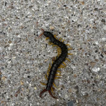 Bodrum Park Resort'ta Mağduriyet Ve Kötü Yönetim Deneyimi