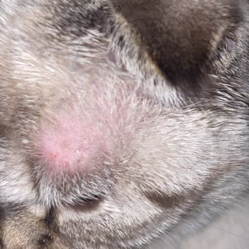 Farmina N&D Chicken Pomegranate Caused Itching and Hair Loss in My Cat