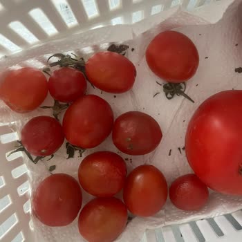 Altus Buzdolabı Arızası Ve Servis İlgisizliği Mağduriyetim