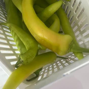 Altus Buzdolabı Arızası Ve Servis İlgisizliği Mağduriyetim