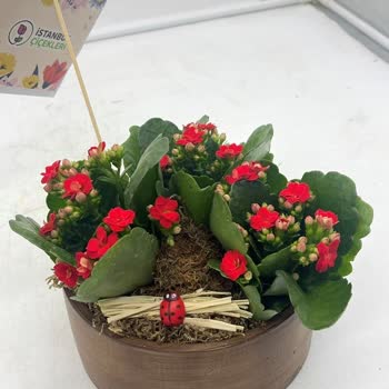 Siparişimde Beklentilerim Karşılanmadı, Yanlış Ve Özensiz Ürün Teslimatı