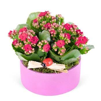 Siparişimde Beklentilerim Karşılanmadı, Yanlış Ve Özensiz Ürün Teslimatı