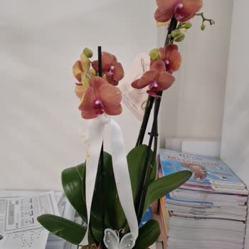 Siparişimde Beklentilerim Karşılanmadı, Yanlış Ve Özensiz Ürün Teslimatı