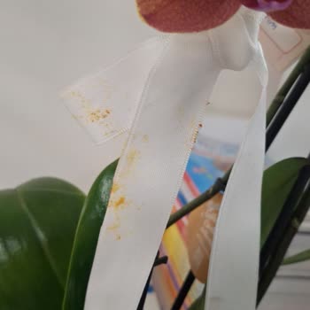 Siparişimde Beklentilerim Karşılanmadı, Yanlış Ve Özensiz Ürün Teslimatı