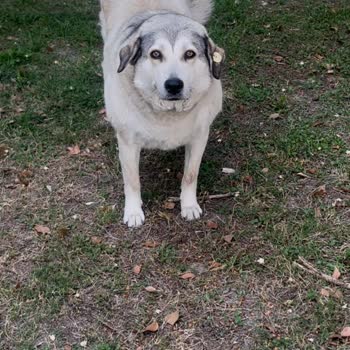 Çocuk Acil Bahçesinde Tehlikeli Sokak Köpekleri Saldırısı