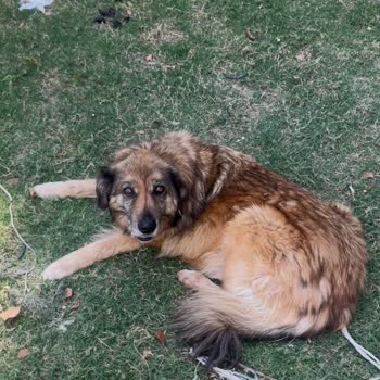 Çocuk Acil Bahçesinde Tehlikeli Sokak Köpekleri Saldırısı