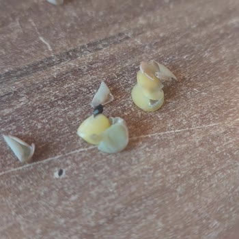 Böcekli Mercimek Skandalı: BİM'den Alışverişe Son!