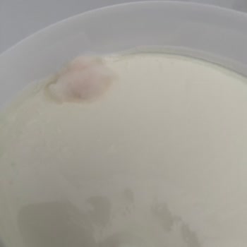 Sütaş Yoğurt Kapağı Açınca Küflü Çıktı, Tazeliğe Güvenim Sarsıldı