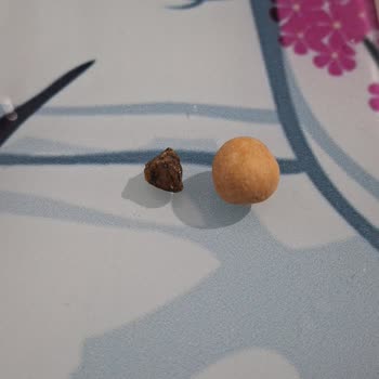 Hediyelik Leblebiden Taş Çıkması Hayal Kırıklığı Yarattı