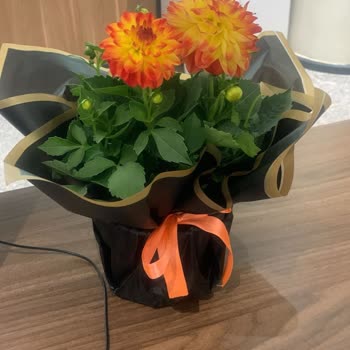 Sipariş Edilen Çiçek Ve Saksının Yanlış Gönderilmesi, Müşteri Hizmetlerinin Yetersizliği