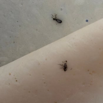 Piliç Jambon Paketinde Ölü Böceklerle Karşılaştım Hijyen Ve Güvenlik Endişesi Yaşıyorum