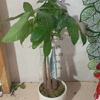 Siparişimde Gönderilen Çiçek Görseldekinden Çok Farklıydı
