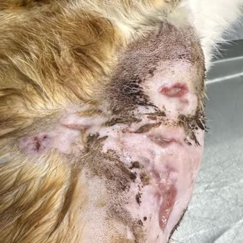 Bilinçsiz Tedavi Ve Hijyen Eksikliği Kedimin Sağlığını Tehlikeye Attı