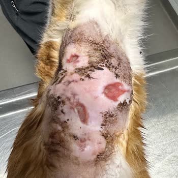 Bilinçsiz Tedavi Ve Hijyen Eksikliği Kedimin Sağlığını Tehlikeye Attı