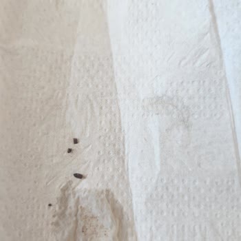 Granoladan Çıkan Böcekler Güvenimi Sarstı