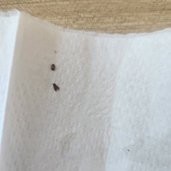 Granoladan Çıkan Böcekler Güvenimi Sarstı