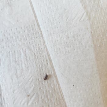 Granoladan Çıkan Böcekler Güvenimi Sarstı