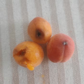 Arçelik Buzdolabında Çözülmeyen Sorunlar Ve Umursamaz Servis