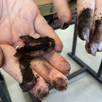 Aldığım Hurmanın İçinden Siyah Toz Çıkması Ve Sağlık Endişesi